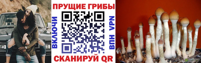 Галлюциногенные грибы мухоморы  Купить закладки  Гусев 